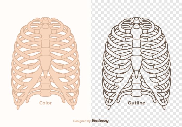 Ribcage vettoriali gratis