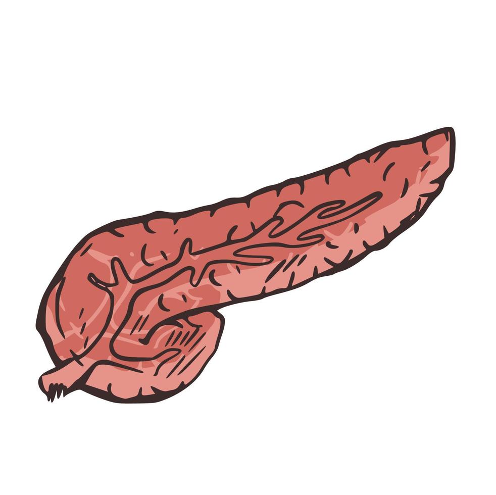 pancreas organo anatomia umano illustrazione icona vettore elemento