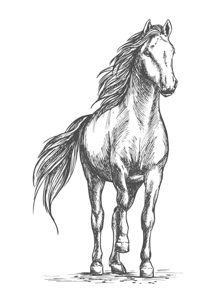 abbozzato vettore ritratto di cavallo