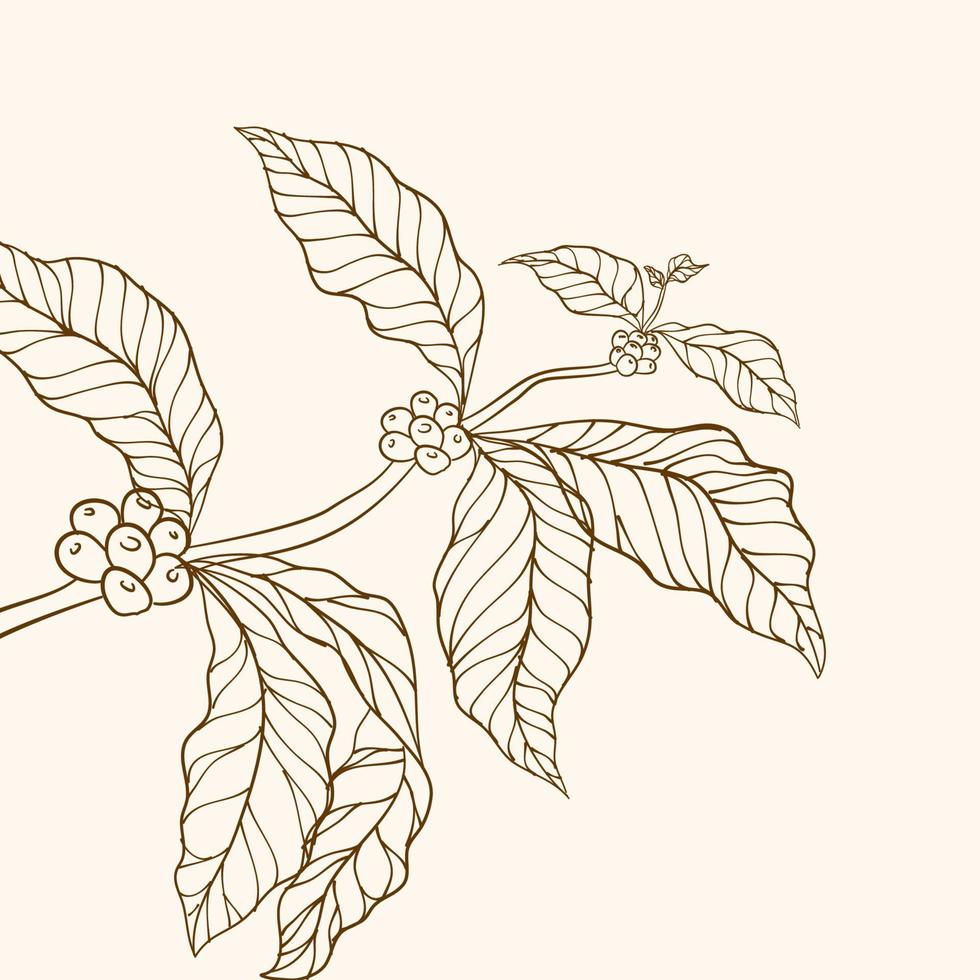 caffè albero vettore. caffè pianta. vettore illustrazione di caffè ramo. caffè pianta ramo con foglia. mano disegnato caffè ramo. caffè fagioli e le foglie. ramo con le foglie. albero illustrazione.