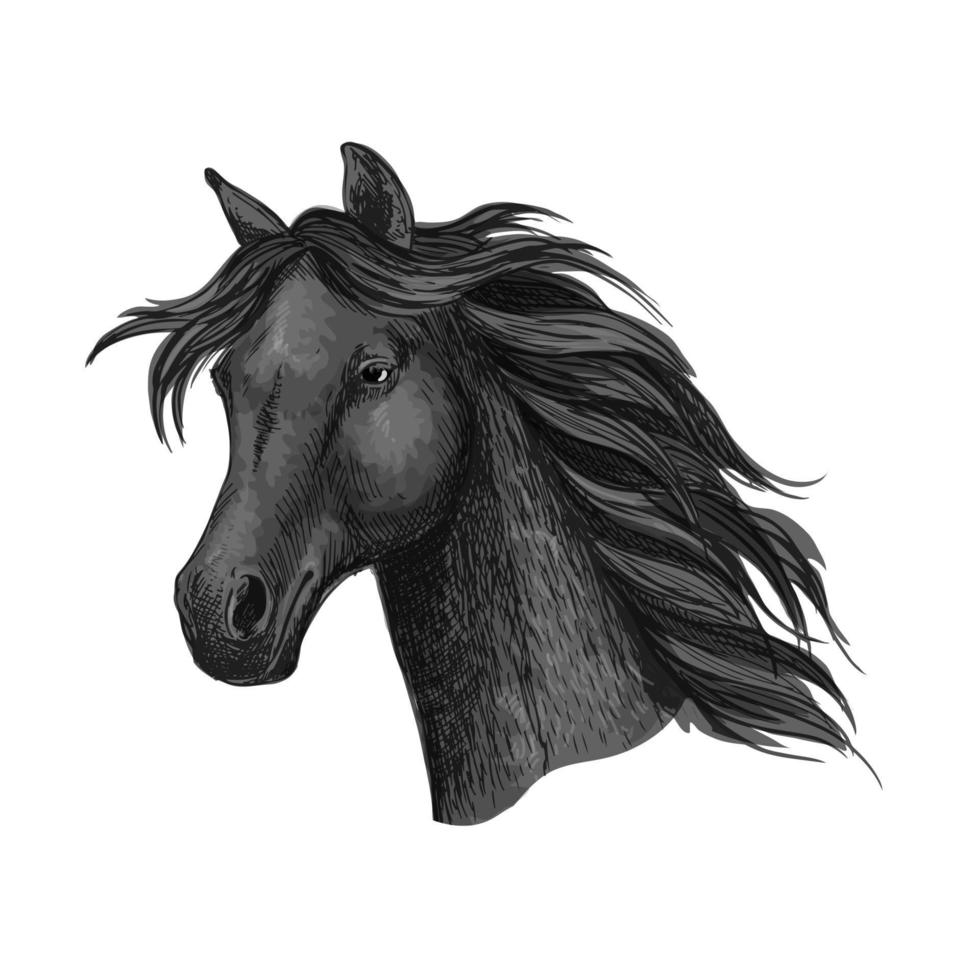 nero Corvo cavallo testa ritratto vettore