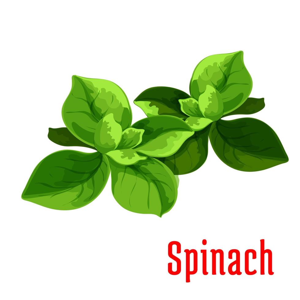 spinaci le foglie verdura icona vettore