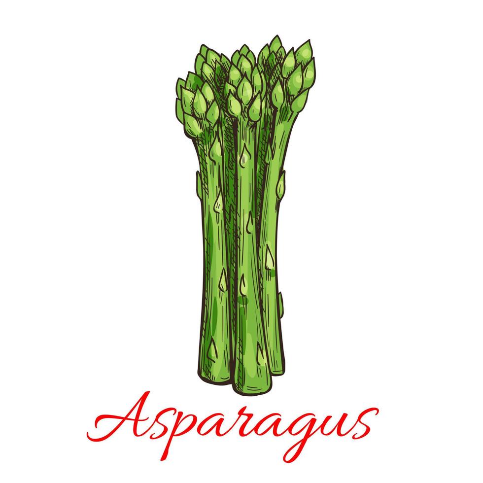 asparago verdura pianta icona vettore