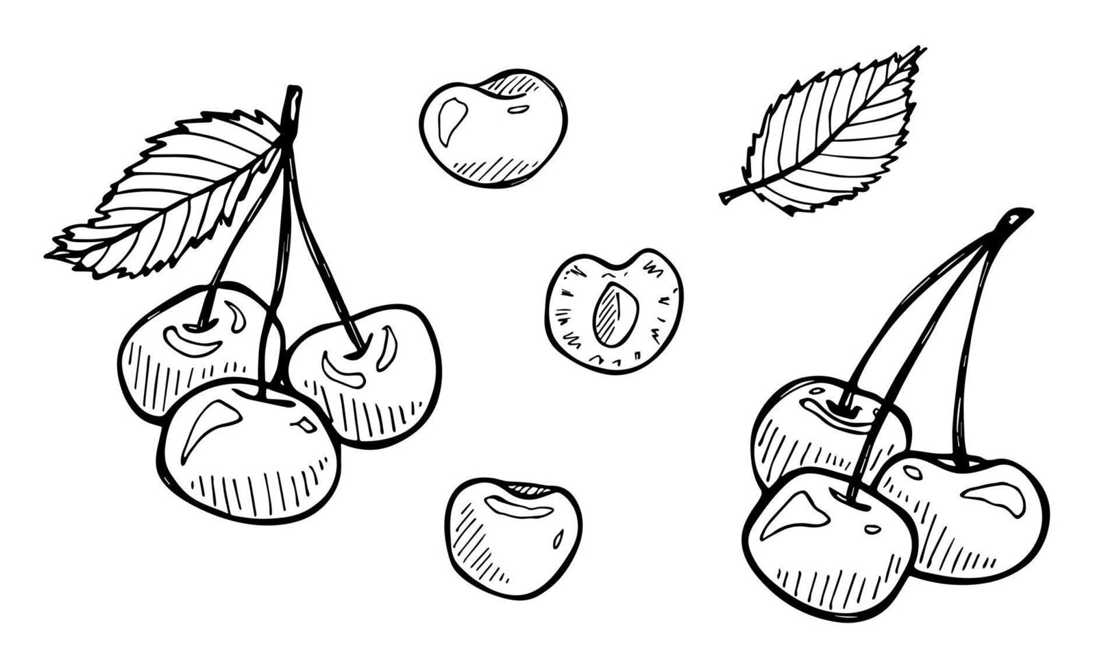 vettore ciliegia clipart. mano disegnato bacca icona. impostato di frutta illustrazione