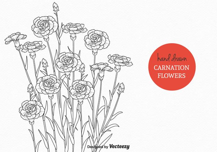 Illustrazione libera di vettore dei fiori del garofano