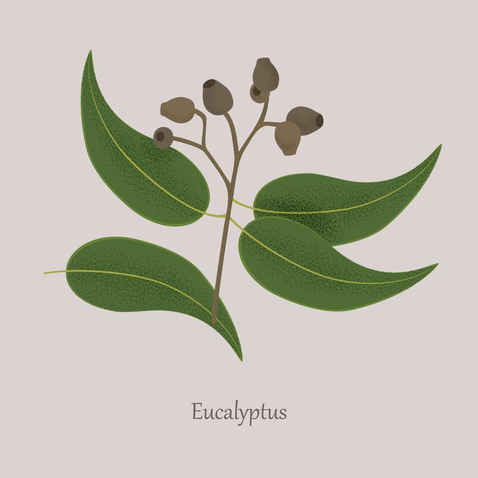 medicinale pianta eucalipto, semi, le foglie su un' ramo. vettore