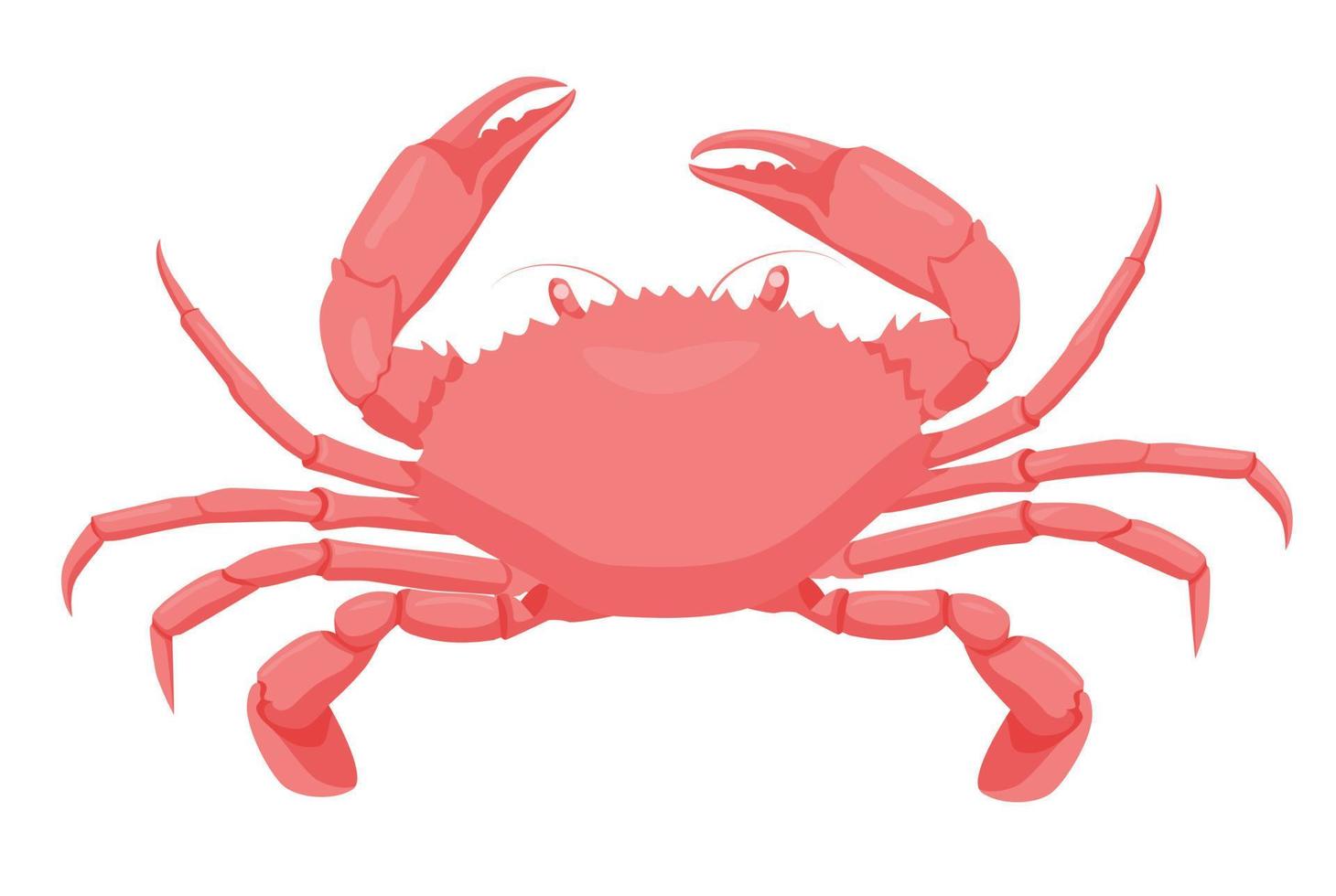 cartone animato rosso Granchio isolato su bianca sfondo. colorato mare creatura vettore grafico illustrazione. acqua animale con artigli. acquatico crostaceo personaggio
