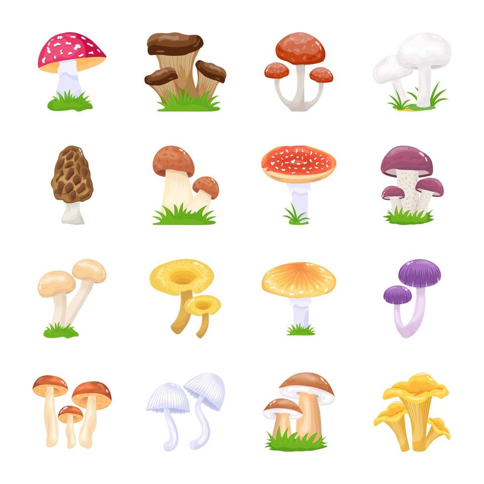 piatto illustrazioni di funghi vettore