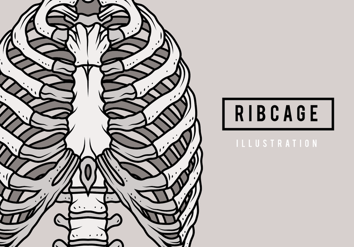 Illustrazione del gabbia toracica vettore