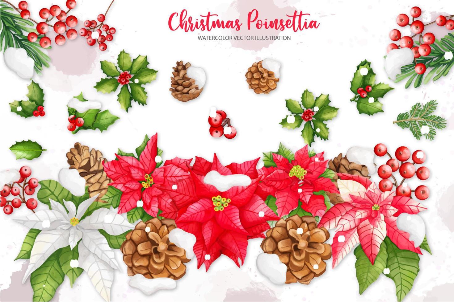 Natale stella di Natale, agrifoglio, pino impostare, digitale dipingere acquerello illustrazione vettore