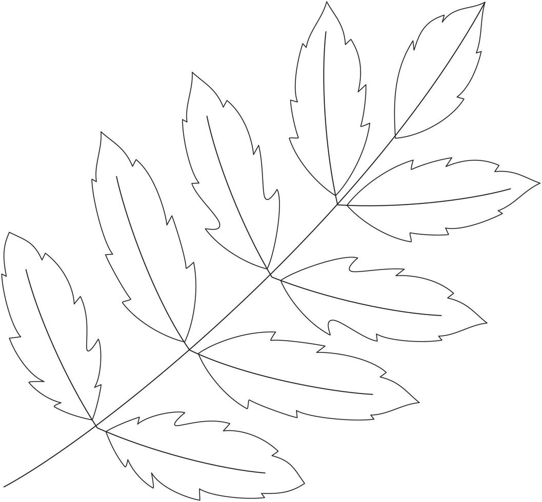 azadirachta indica neem foglia vettore icona nero e bianca