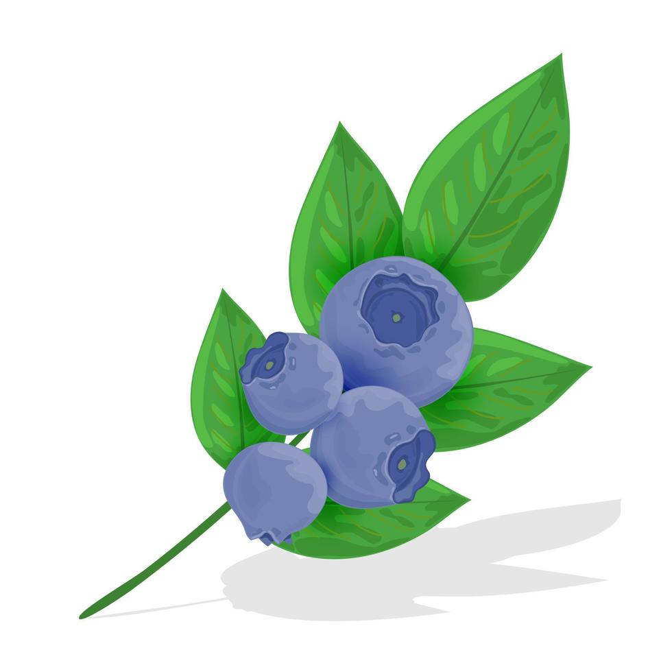 ramo con mirtilli e le foglie avvicinamento. buio blu mirtilli con verde le foglie su un' bianca sfondo. vettore illustrazione.