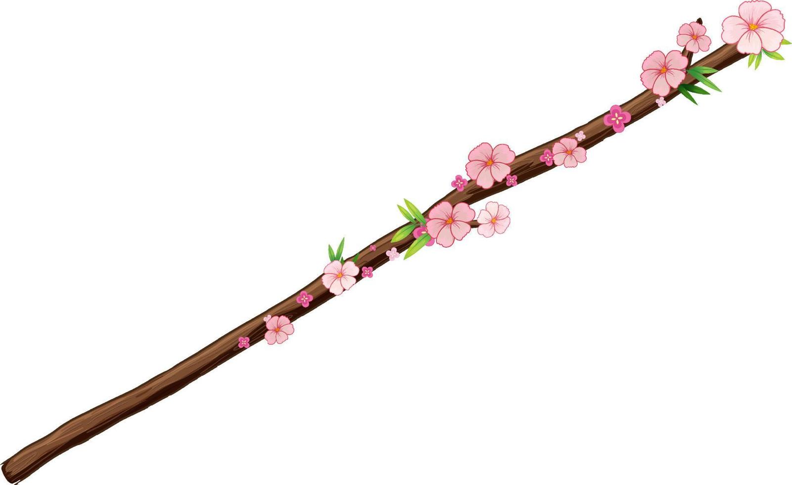 ramo di fiori di ciliegio isolato vettore