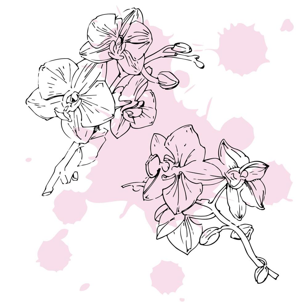 vettore fiore di orchidea. inchiostro illustrazione isolato.