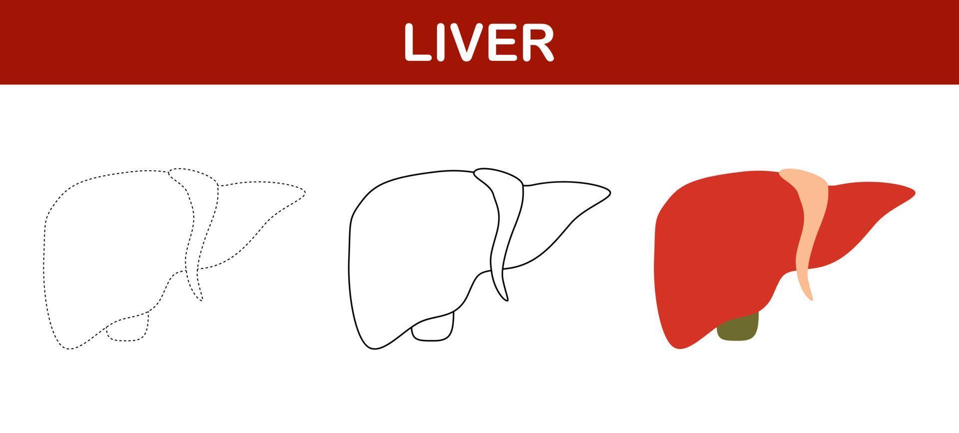 fegato tracciato e colorazione foglio di lavoro per bambini vettore