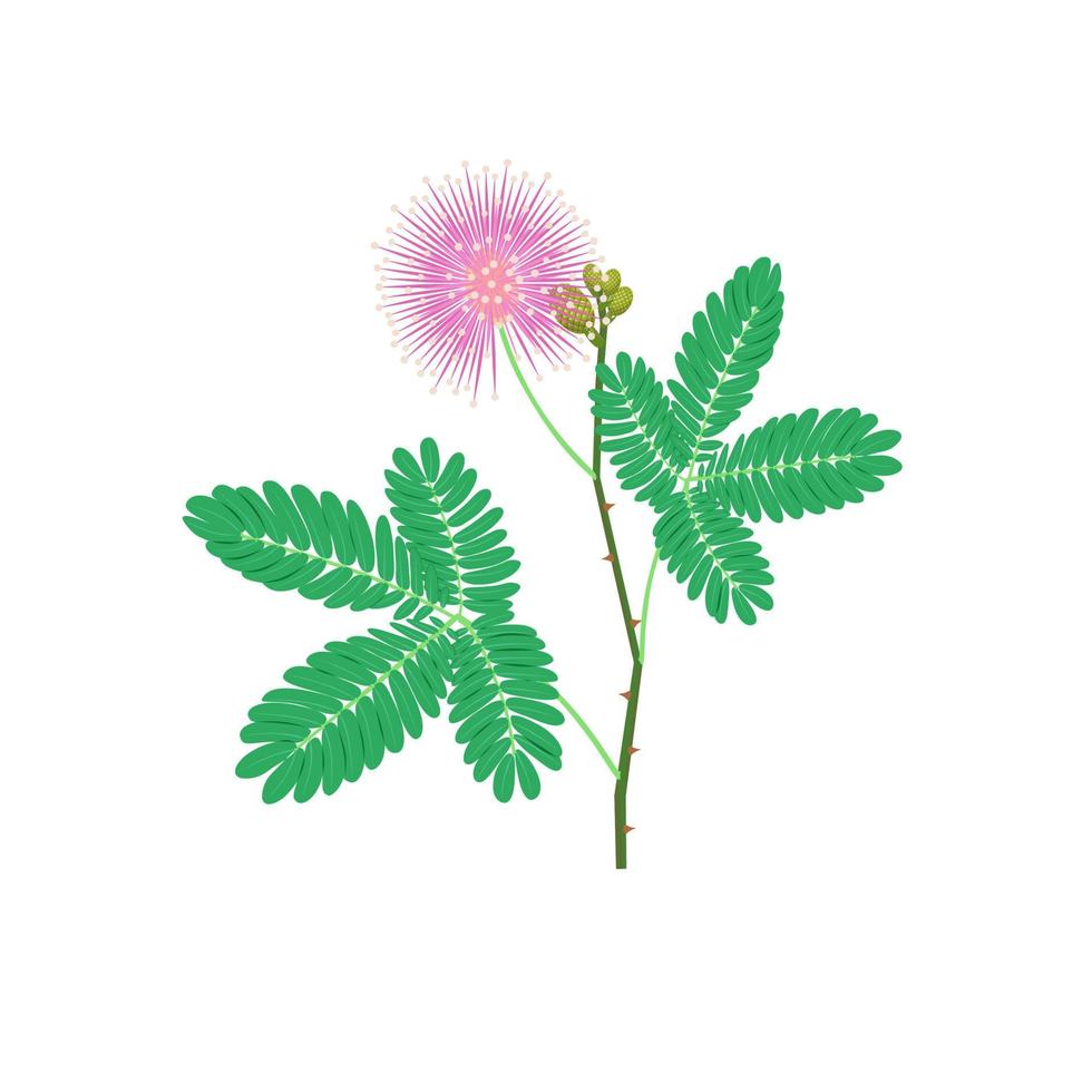 illustrazione vettoriale di pianta sensibile o mimosa pudica, isolata su sfondo bianco.