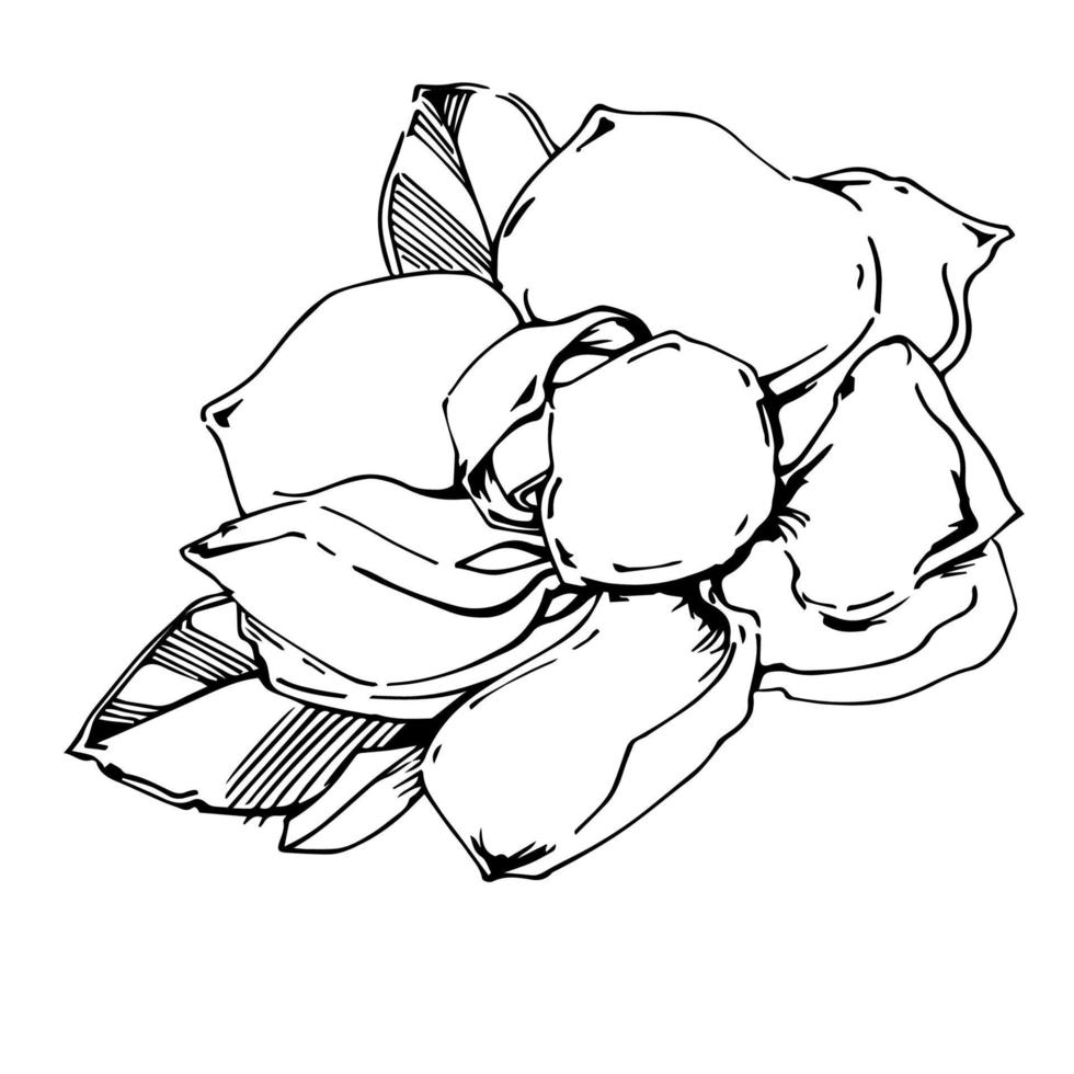 vettore schizzo di nero dipinto a mano magnolia fiore