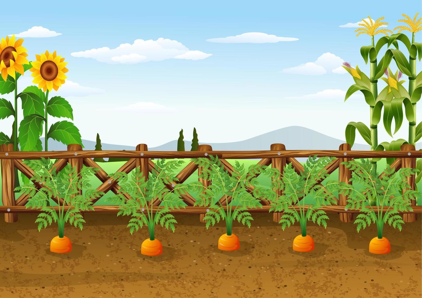 illustrazione di carote in crescita nel ecologico giardino vettore
