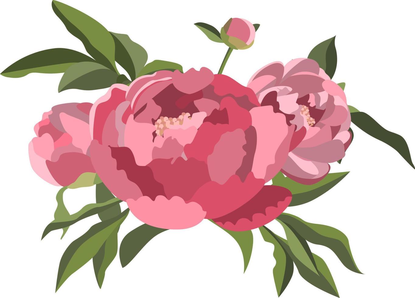 mazzo di rosa peonie isolato su bianca sfondo vettore