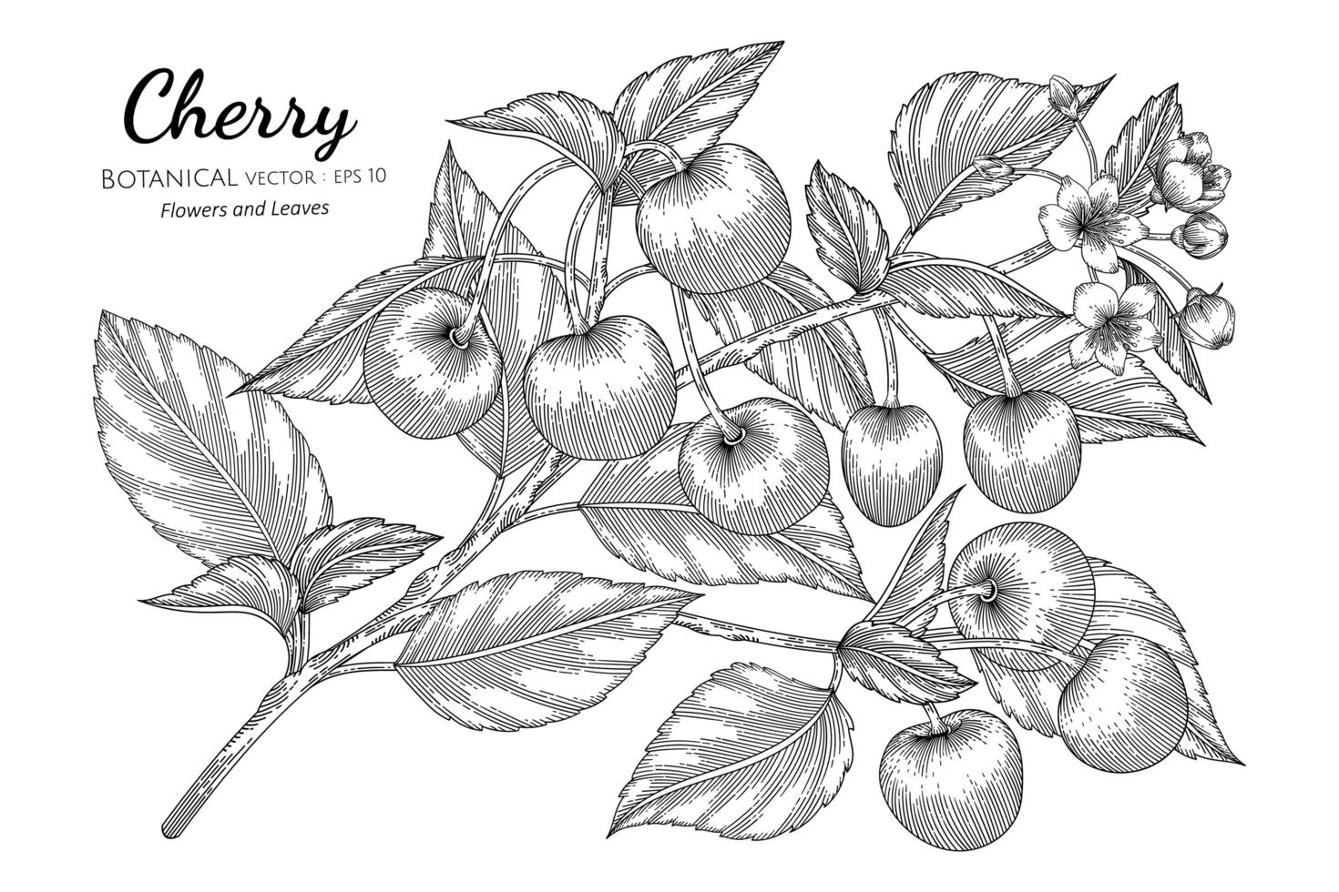 frutti di ciliegio disegnati a mano vettore