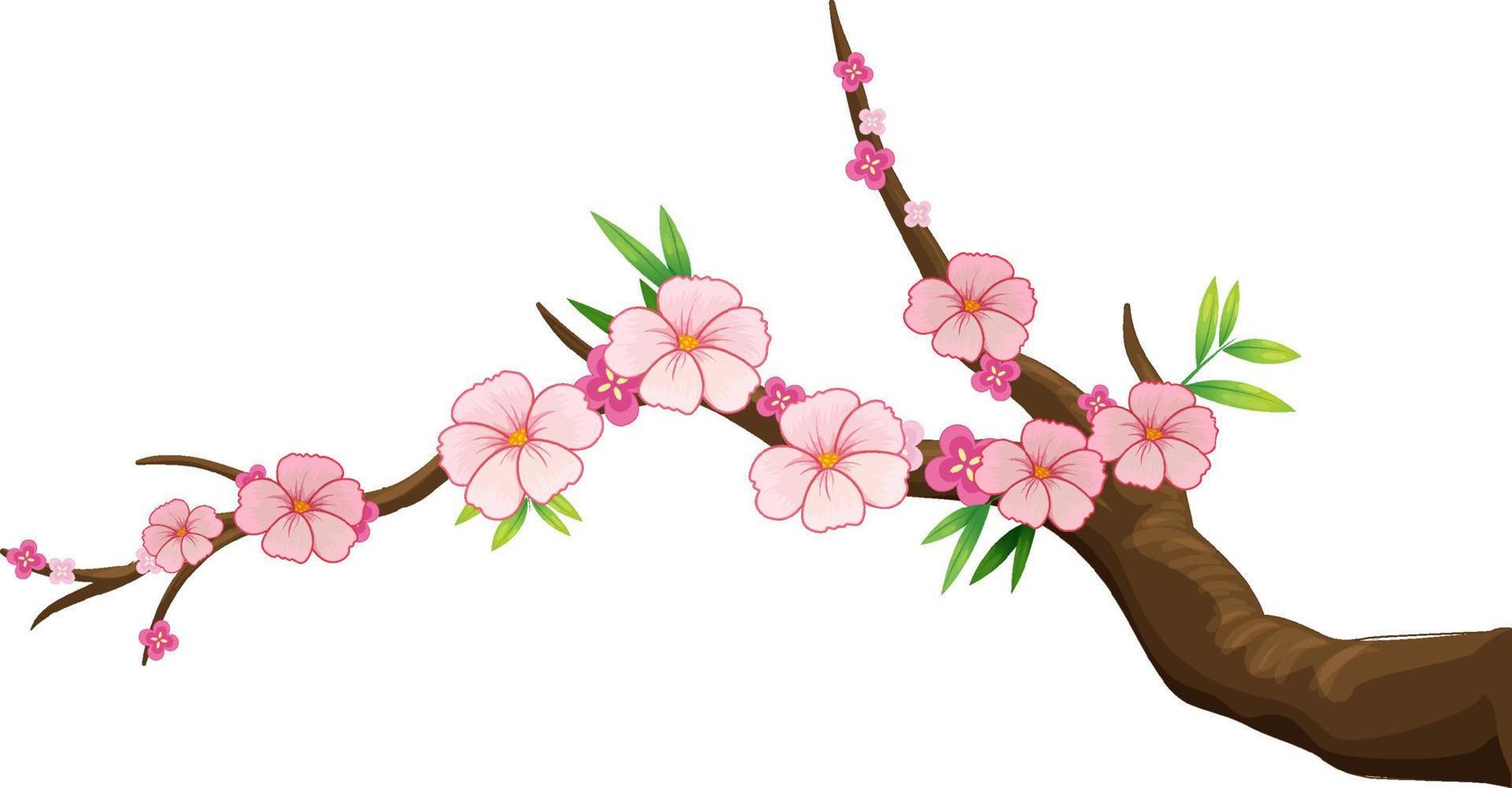 ramo di fiori di ciliegio isolato vettore