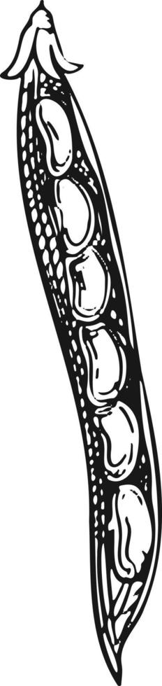 vettore illustrazione mazzo di vino uva con foglia - simbolo, icona, pacchetto design elemento, astratto ornamentale modello su bianca sfondo. vettore illustrazione