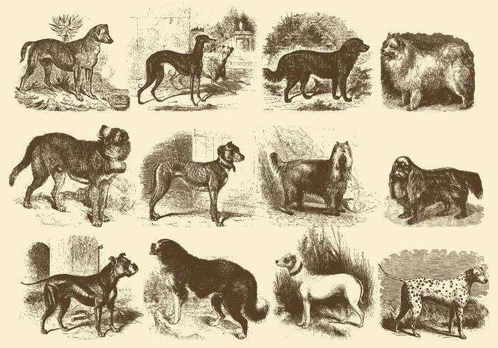 Illustrazioni di cani d'epoca vettore