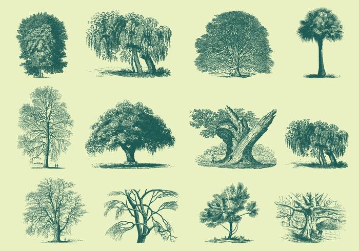 Illustrazioni di alberi verdi vettore