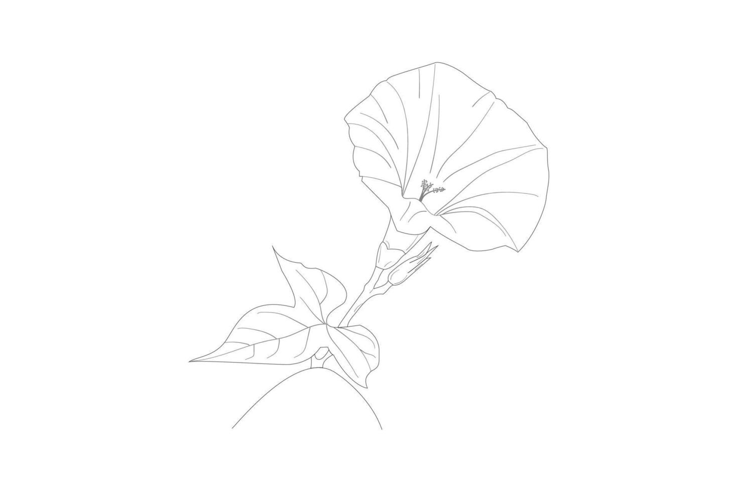 convolvolo fiori, mattina gloria fiore nero e bianca vettore disegno. pagina per colorazione e design. Ipomoea fiori.