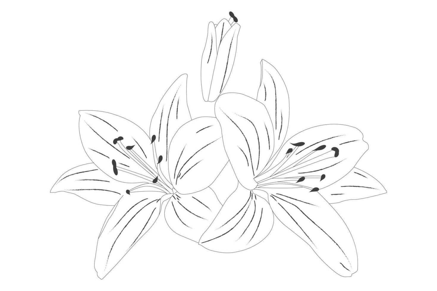 fiori di giglio. giglio in fiore. sagoma di fiori di giglio isolati su sfondo bianco. illustrazione vettoriale. vettore
