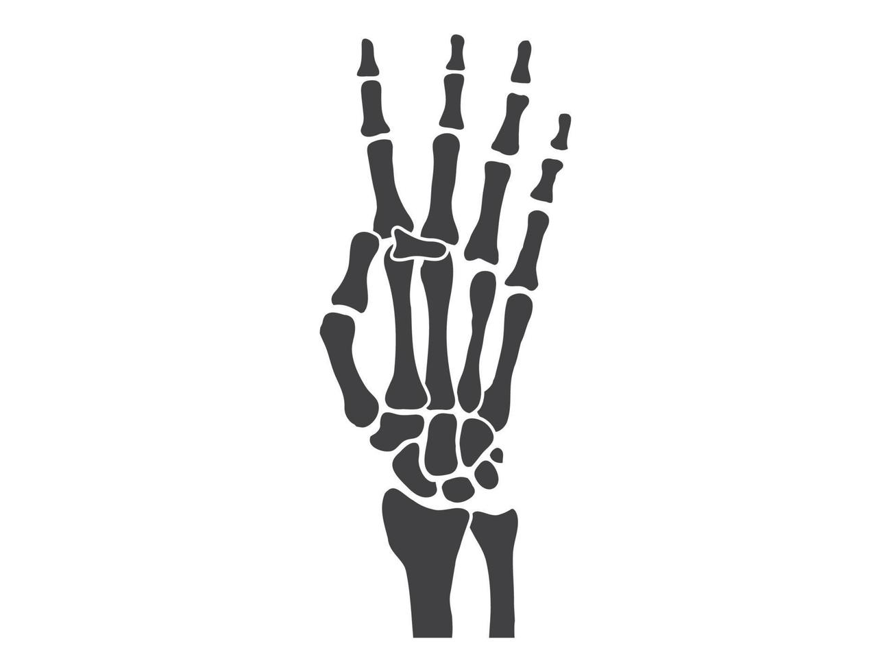 mano ossatura nero e bianca umano scheletro osso mani vettore