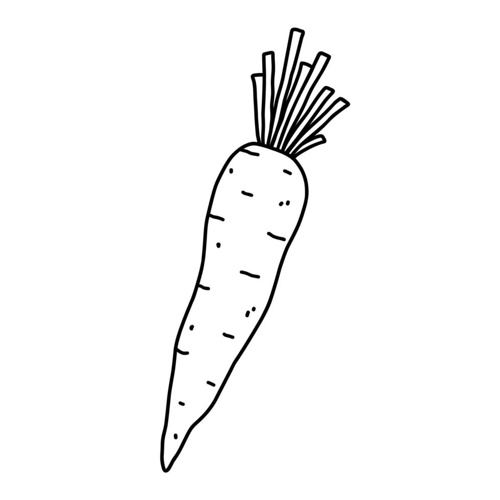 carota isolata su sfondo bianco. cibo sano biologico. illustrazione disegnata a mano di vettore in stile doodle. perfetto per carte, logo, decorazioni, ricette, disegni vari.