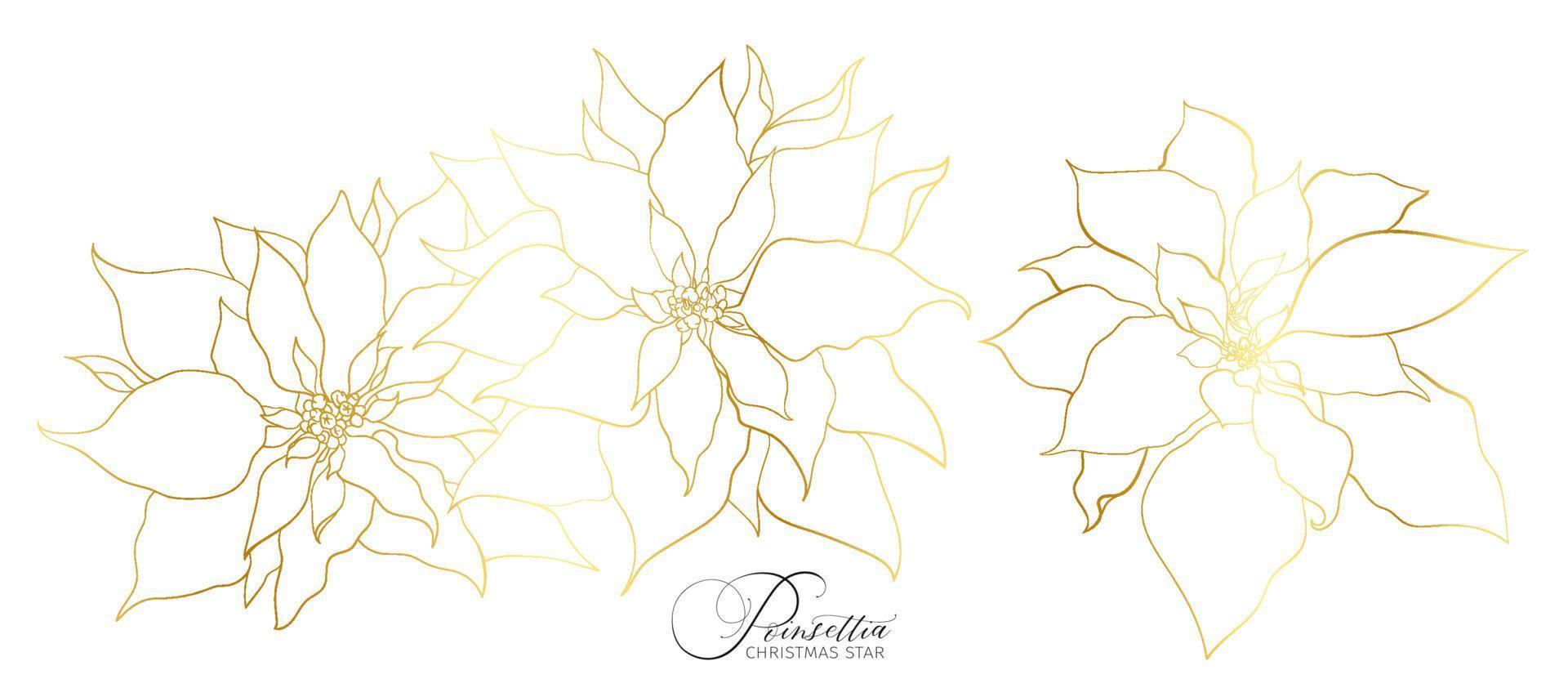 poinsettia infiorescenza nel un elegante d'oro linea vettore