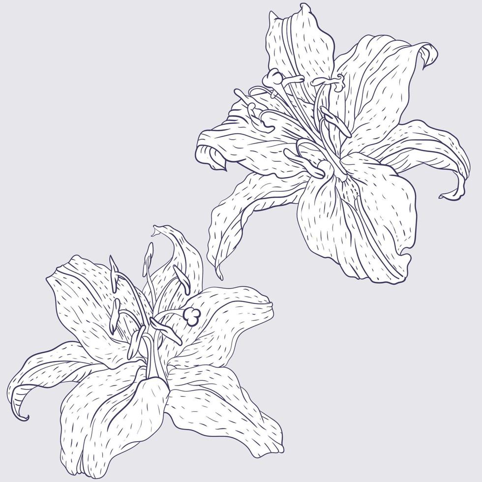 fiori di giglio orientale vettore
