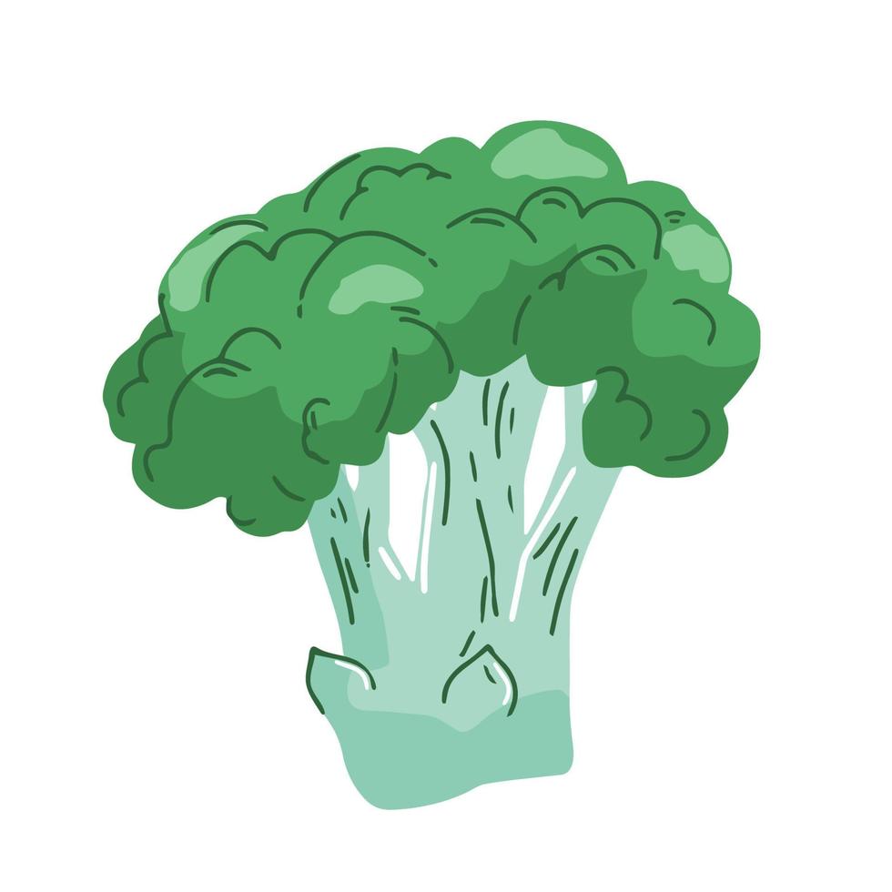 broccoli vettore illustrazione icona isolato su bianca