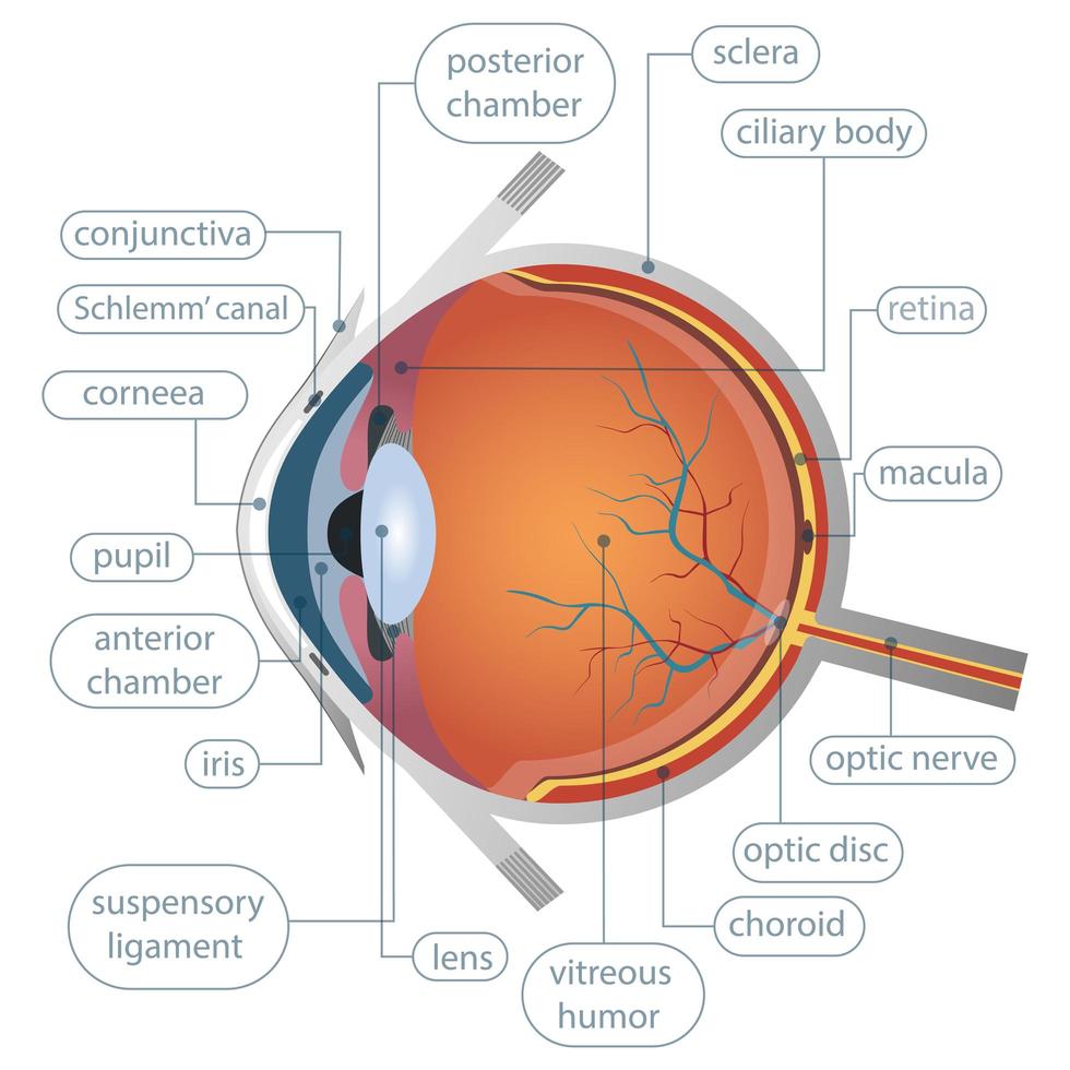 anatomia dell'occhio umano vettore