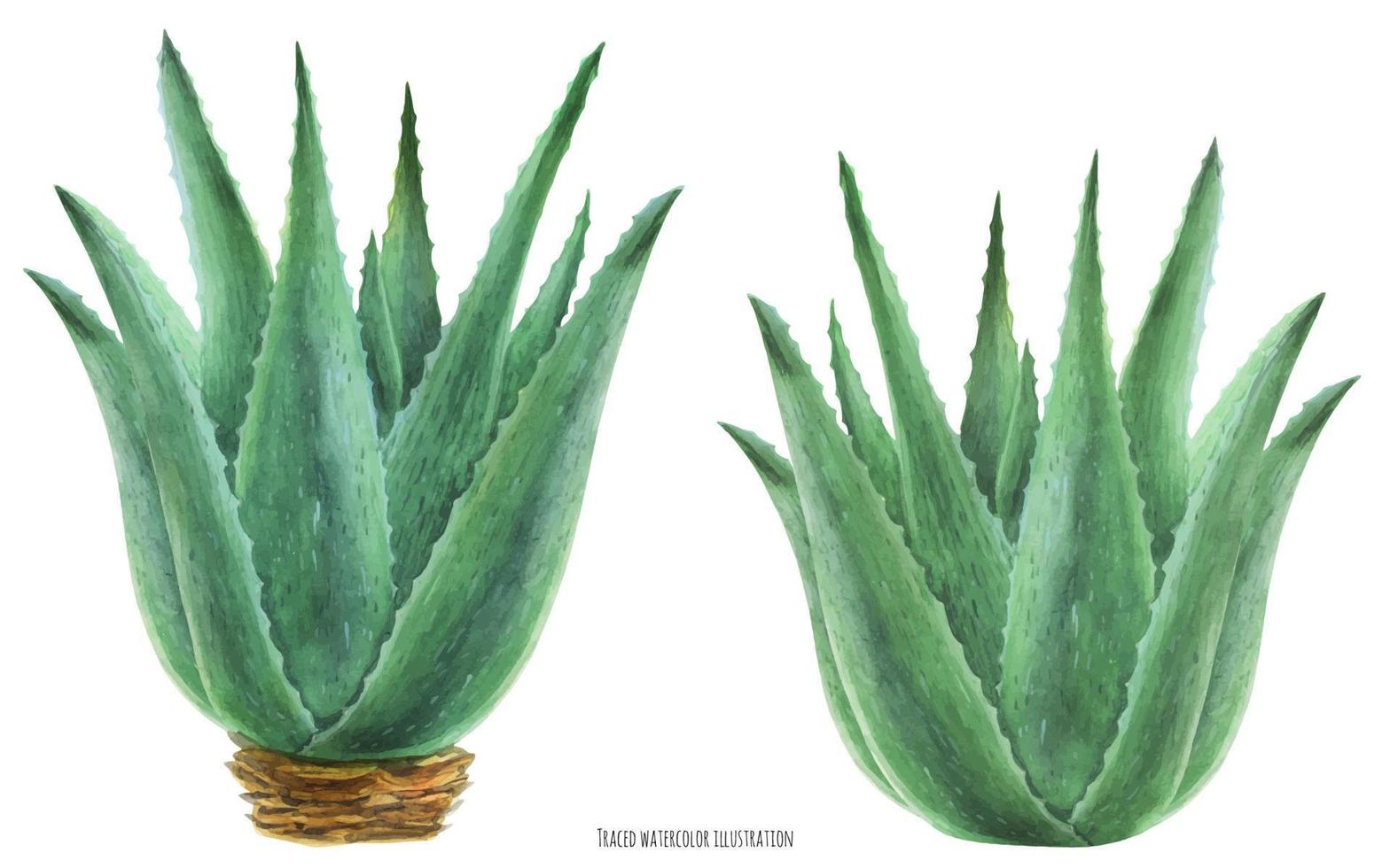 illustrazione botanica dell'acquerello cespugli di aloe vera vettore