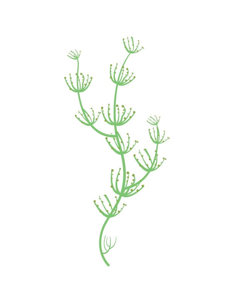vettore illustrazione di alghe