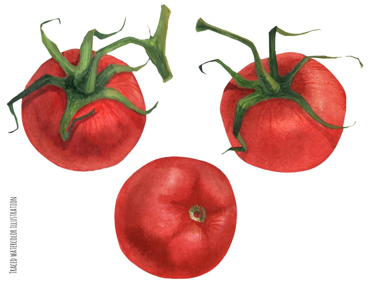 tracciato acquerello illustrazione di rosso pomodori vettore