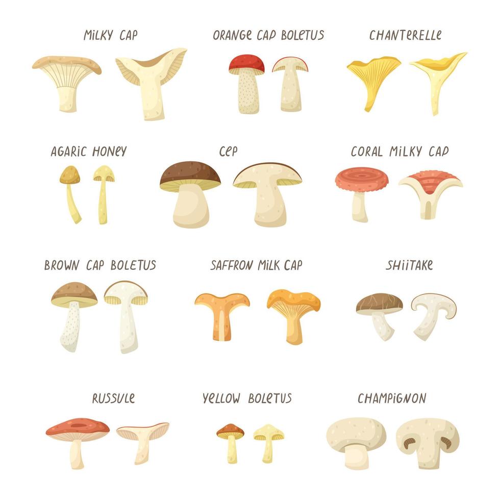 vettore impostato di illustrazioni di diverso tipi di funghi.