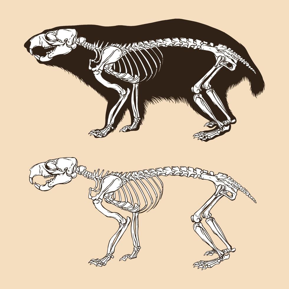 illustrazione vettoriale di scheletro marmotta alpina