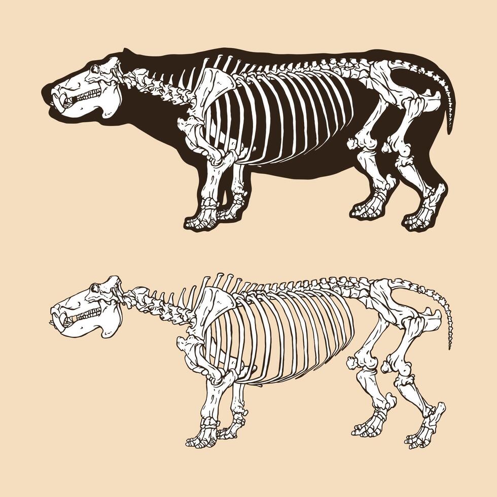 illustrazione vettoriale di scheletro ippopotamo