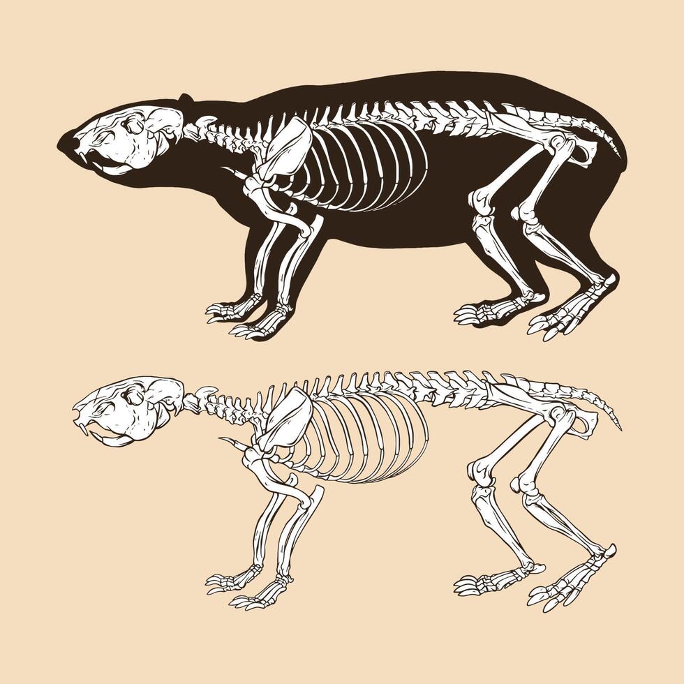 illustrazione vettoriale di scheletro di pianura paca