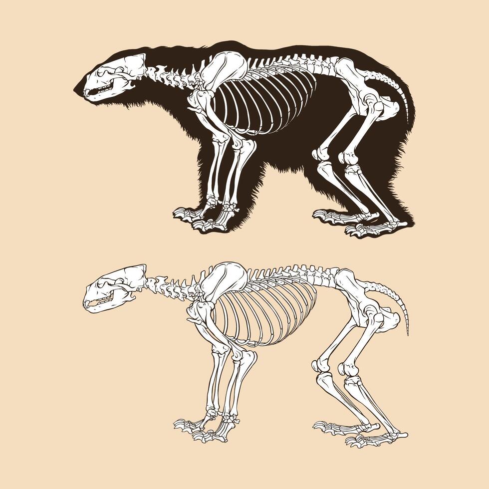 scheletro orso polare illustrazione vettoriale