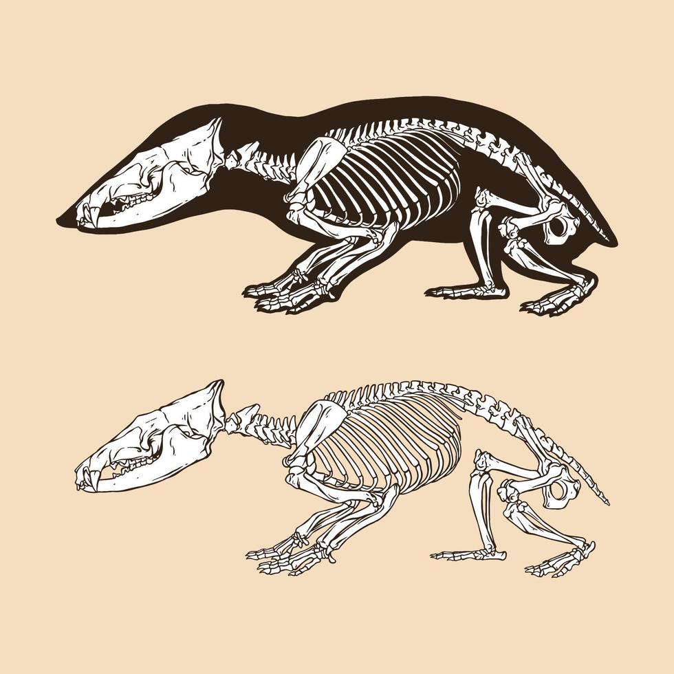 illustrazione vettoriale di scheletro tenrec senza coda