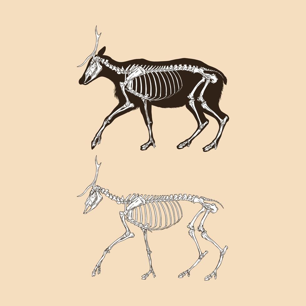 illustrazione vettoriale di scheletro di cervo