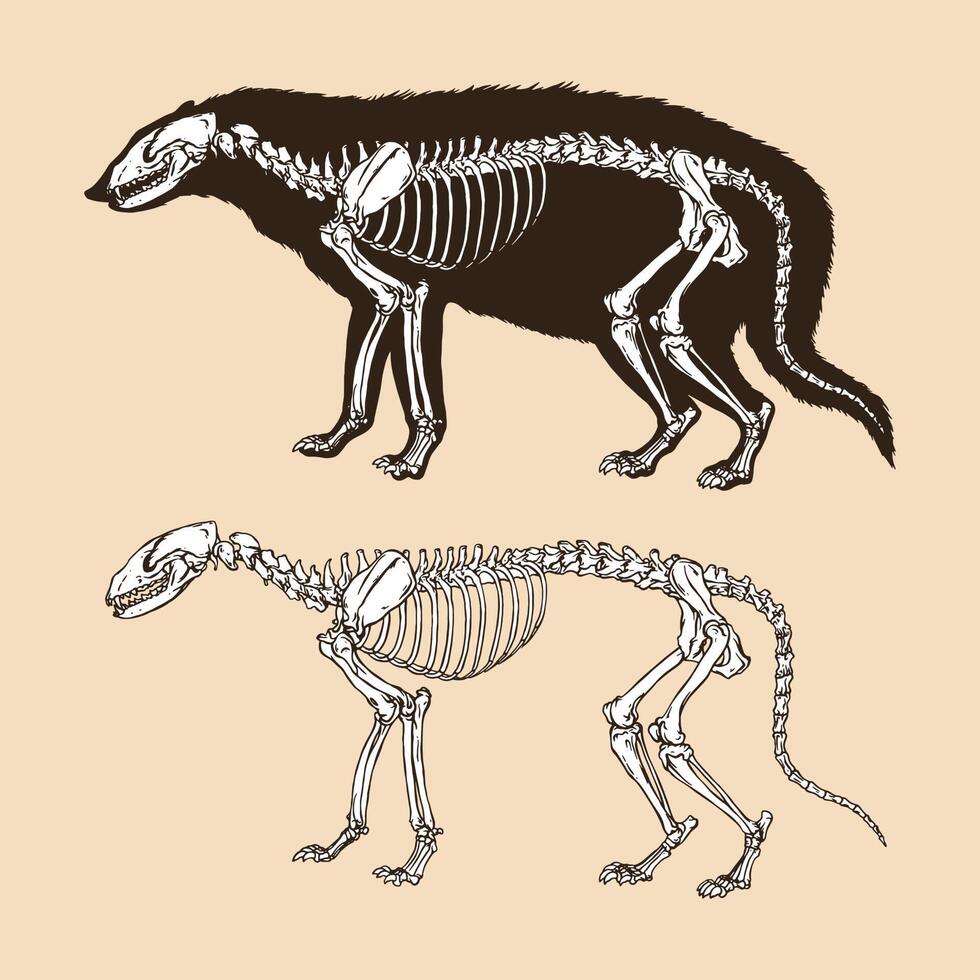 illustrazione di vettore del gatto dello zibetto dello scheletro