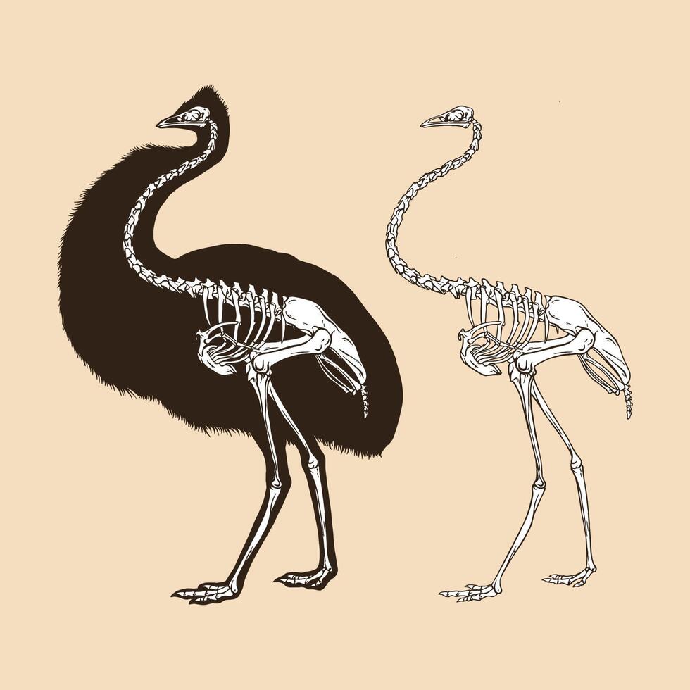 scheletro emù uccello illustrazione vettoriale