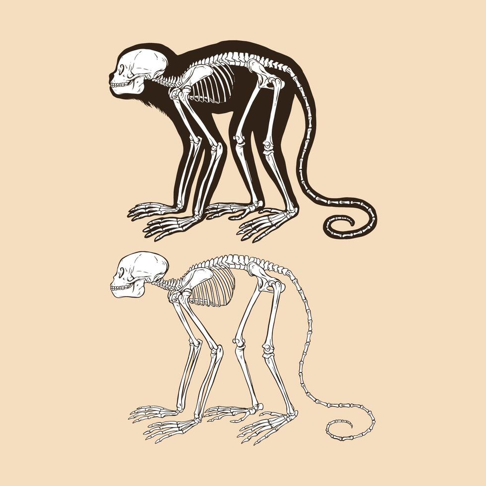 illustrazione di vettore del tamarin del leone dalla testa dorata dello scheletro