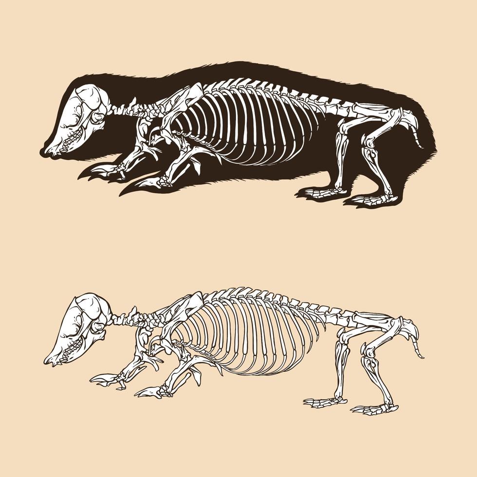 illustrazione di vettore della talpa di marsupia meridionale dello scheletro